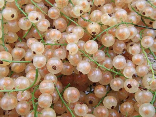 white-currants